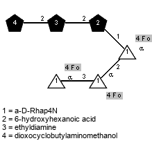 Fo(1-4)aDRhap4N(1-3)[Fo(1-4)]aDRhap4N(1-2)[Fo(1-4),Subst3(1-2)Subst2(1-2)Subst1(1-1)]aDRhap4N // Subst1 = 6-hydroxyhexanoic acid = SMILES O={2}C(O)CCCC{1}CO; Subst2 = ethyldiamine = SMILES {2}NCC{1}N; Subst3 = dioxocyclobutylaminomethanol = SMILES  NC1C(=O)C(=O){1}C1O