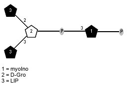 LIP(1-2)[LIP(1-3)]xDGro(1-P-3)xXmyoIno(5-P