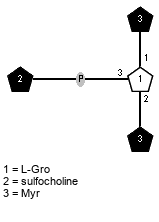 lXMyr(1-1)[Subst(1-P-3),lXMyr(1-2)]xLGro // Subst = sulfocholine = SMILES C[S+](C)C{1}CO