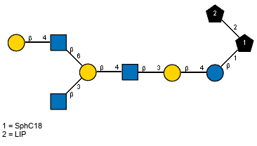 Ac(1-2)bDGlcpN(1-3)[bDGalp(1-4)[Ac(1-2)]bDGlcpN(1-6)]bDGalp(1-4)[Ac(1-2)]bDGlcpN(1-3)bDGalp(1-4)bDGlcp(1-1)[LIP(1-2)]xXSphC18