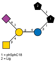 Ac(1-5)aXNeup(2-3)[Ac(1-2)bDGalpN(1-4)]bDGalp(1-4)bDGlcp(1-1)[lXLig(1-2)]xXphSphC18
