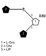 LIP(1-1)[xXCho(1-P-3),Ac(1-2)]xLGro