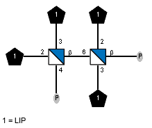 LIP(1-2)[LIP(1-2)[P-4),LIP(1-3)]bDGlcpN(1-6),LIP(1-3)]bDGlcpN(1-P