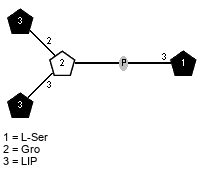 LIP(1-2)[LIP(1-3)]x?Gro(1-P-3)xLSer