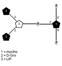 LIP(1-2)[LIP(1-3)]xDGro(1-P-3)[P-6),P-5)]xXmyoIno