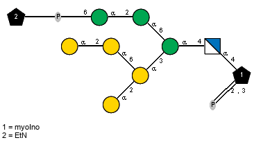 aDGalp(1-2)[aDGalp(1-2)aDGalp(1-6)]aDGalp(1-3)[xXEtN(1-P-6)aDManp(1-2)aDManp(1-6)]aDManp(1-4)aDGlcpN(1-4)[P(0-2:0-3)]xXmyoIno
