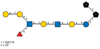 aLFucp(1-3)[aDGalp(1-3)bDGalp(1-4),Ac(1-2)]bDGlcpN(1-3)bDGalp(1-4)[Ac(1-2)]bDGlcpN(1-3)bDGalp(1-4)bDGlcp(1-1)[LIP(1-2)]xXSphC18