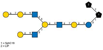 bDGalp(1-4)[Ac(1-2)]bDGlcpN(1-3)[aDGalp(1-3)bDGalp(1-4)[Ac(1-2)]bDGlcpN(1-6)]bDGalp(1-4)[Ac(1-2)]bDGlcpN(1-3)bDGalp(1-4)bDGlcp(1-1)[LIP(1-2)]xXSphC18