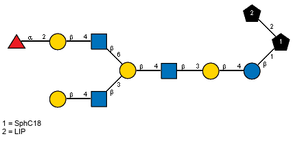 bDGalp(1-4)[Ac(1-2)]bDGlcpN(1-3)[aLFucp(1-2)bDGalp(1-4)[Ac(1-2)]bDGlcpN(1-6)]bDGalp(1-4)[Ac(1-2)]bDGlcpN(1-3)bDGalp(1-4)bDGlcp(1-1)[LIP(1-2)]xXSphC18