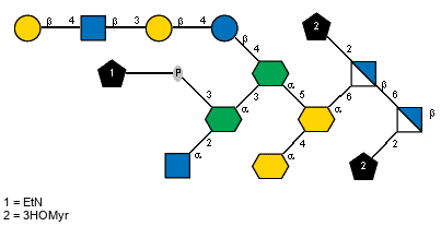 l?3HOMyr(1-2)[l?3HOMyr(1-2)[aXKdop(2-4)[Ac(1-2)aDGlcpN(1-2)[xXEtN(1-P-3)]aXLDmanHepp(1-3)[bDGalp(1-4)[Ac(1-2)]bDGlcpN(1-3)bDGalp(1-4)bDGlcp(1-4)]aXLDmanHepp(1-5)]aXKdop(2-6)]bDGlcpN(1-6)]bDGlcpN