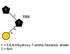 lXAch(1-7)[aDGalp(1-8),Ph(1C-6)Hx(1-1)]Subst // Subst = 5,6,8-trihydroxy-7-amino-hexanoic amide = SMILES {1}NC(=O)CCC[C@@H](O)[C@@H](O)[C@@H]({7}N){8}CO
