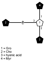 lXMyr(1-1)[xXCho(1-P-3),Subst(1-2)]x?Gro // Subst = hyenic acid = SMILES CCCCCCCCCCCCCCCCCCCCCCCC{1}C(O)=O