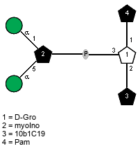 lXPam(1-1)[aDManp(1-1)[aDManp(1-5)]xXmyoIno(6-P-3),l?10b1C19(1-2)]xDGro