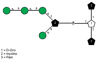 lXPam(1-1)[aDManp(1-6)aDManp(1-6)aDManp(1-2)[aDManp(1-6)]xXmyoIno(1-P-3),lXPam(1-2)]xDGro