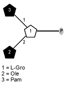 lXPam(1-1)[lXOle(1-2)]xLGro(3-P
