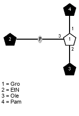 lXPam(1-1)[xXEtN(1-P-3),lXOle(1-2)]x?Gro