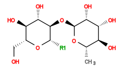 [1*][C@@H]1O[C@H](CO)[C@@H](O)[C@H](O)[C@H]1O[C@@H]1O[C@@H](C)[C@H](O)[C@@H](O)[C@H]1O