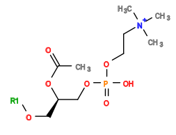 [1*]OC[C@H](COP(=O)(O)OCC[N+](C)(C)C)OC(C)=O