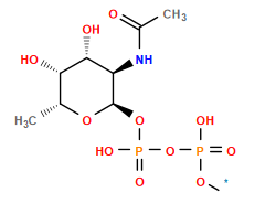 [1*]OP(=O)(O)OP(=O)(O)O[C@H]1O[C@H](C)[C@H](O)[C@H](O)[C@H]1NC(C)=O