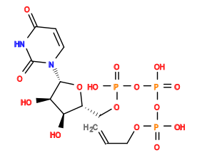 C=CCOP(=O)(O)OP(=O)(O)OP(=O)(O)OC[C@H]1O[C@@H](n2ccc(=O)[nH]c2=O)[C@H](O)[C@@H]1O