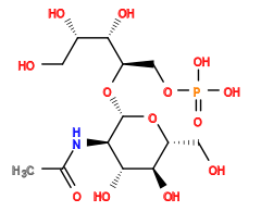 CC(=O)N[C@H]1[C@H](O[C@H](COP(=O)(O)O)[C@@H](O)[C@@H](O)CO)O[C@H](CO)[C@@H](O)[C@@H]1O