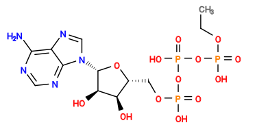 CCOP(=O)(O)OP(=O)(O)OP(=O)(O)OC[C@H]1O[C@@H](n2cnc3c(N)ncnc32)[C@H](O)[C@@H]1O
