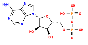 Nc1ncnc2c1ncn2[C@@H]1O[C@H](COP(=O)(O)OP(=O)(O)O)[C@@H](O)[C@H]1O