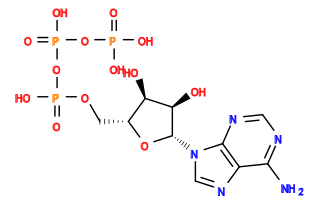 Nc1ncnc2c1ncn2[C@@H]1O[C@H](COP(=O)(O)OP(=O)(O)OP(=O)(O)O)[C@@H](O)[C@H]1O