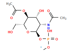 [1*]OP(=O)(O)O[C@H]1O[C@H](CO)[C@@H](OC(C)=O)[C@H](O)[C@@H]1NC(C)=O