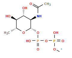 [1*]OP(=O)(O)OP(=O)(O)O[C@@H]1O[C@H](C)[C@@H](O)[C@H](O)[C@H]1NC(C)=O