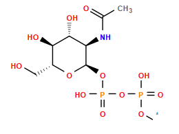 [1*]OP(=O)(O)OP(=O)(O)O[C@H]1O[C@H](CO)[C@@H](O)[C@H](O)[C@H]1NC(C)=O