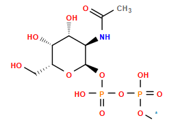 [1*]OP(=O)(O)OP(=O)(O)O[C@H]1O[C@H](CO)[C@H](O)[C@H](O)[C@H]1NC(C)=O