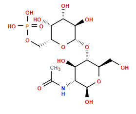 CC(=O)N[C@@H]1[C@@H](O)[C@H](O[C@@H]2O[C@H](COP(=O)(O)O)[C@H](O)[C@H](O)[C@H]2O)[C@@H](CO)O[C@H]1O