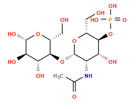 CC(=O)N[C@@H]1[C@H](O[C@H]2[C@H](O)[C@@H](O)[C@H](O)O[C@@H]2CO)O[C@H](CO)[C@@H](OP(=O)(O)O)[C@@H]1O