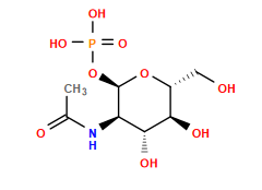 CC(=O)N[C@H]1[C@@H](OP(=O)(O)O)O[C@H](CO)[C@@H](O)[C@@H]1O