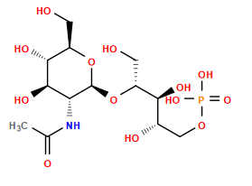 CC(=O)N[C@H]1[C@H](O[C@H](CO)[C@@H](O)[C@@H](O)COP(=O)(O)O)O[C@H](CO)[C@@H](O)[C@@H]1O