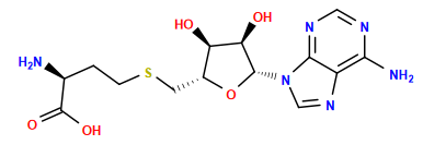 Nc1ncnc2c1ncn2[C@@H]1O[C@H](CSCC[C@H](N)C(=O)O)[C@@H](O)[C@H]1O